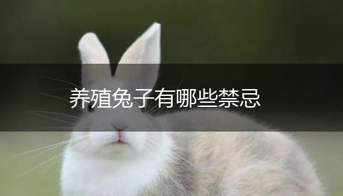 养殖兔子有哪些禁忌,第1张