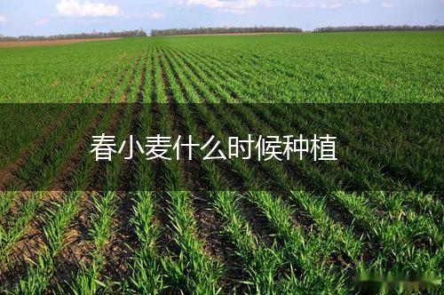 春小麦什么时候种植,第1张