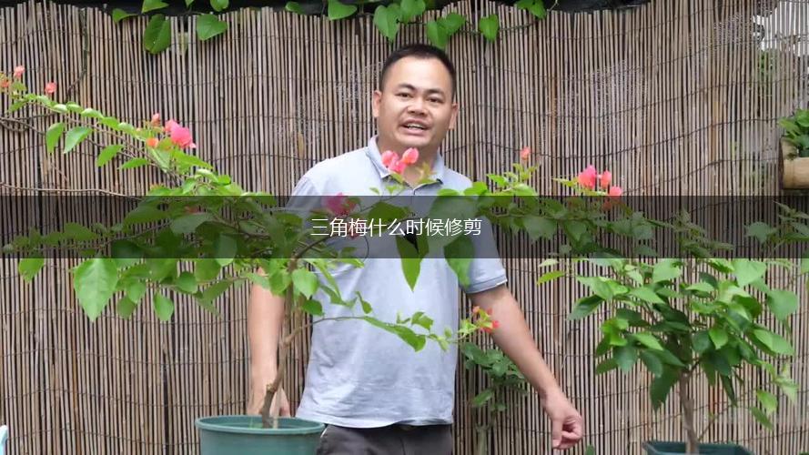 三角梅什么时候修剪,第1张