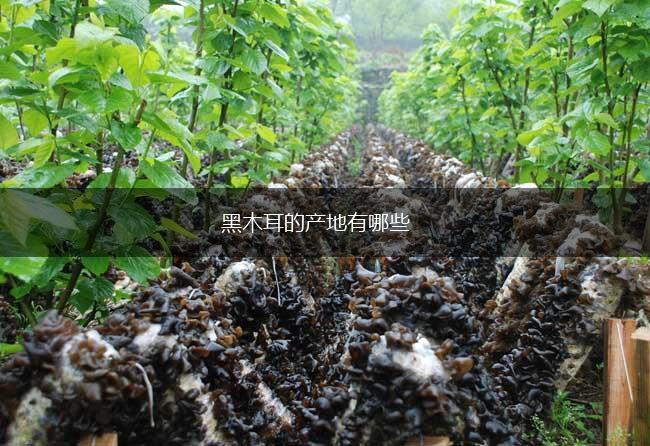 黑木耳的产地有哪些,第1张