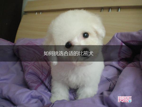 如何挑选合适的比熊犬,第1张