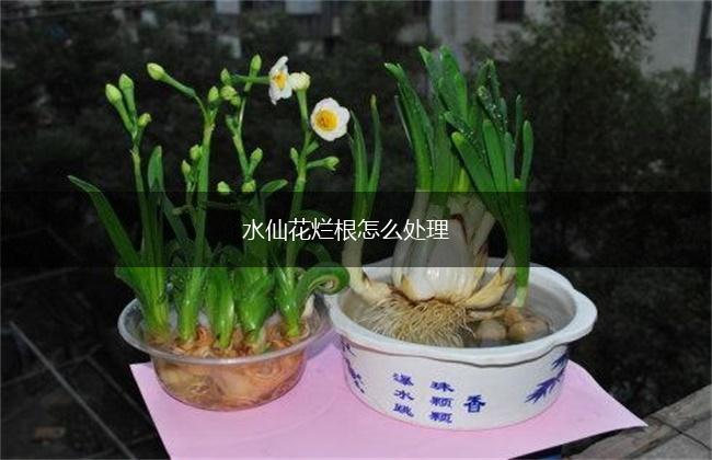 水仙花烂根怎么处理,第1张