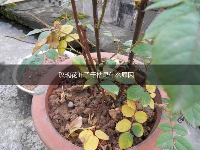 玫瑰花叶子干枯是什么原因,第1张
