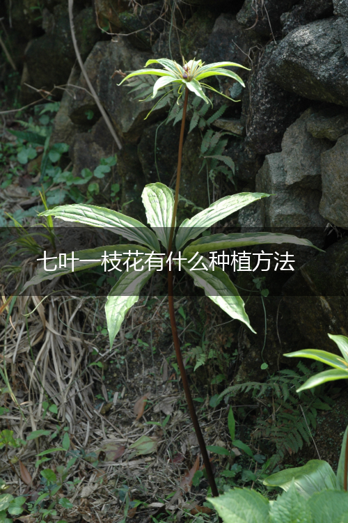 七叶一枝花有什么种植方法,第1张