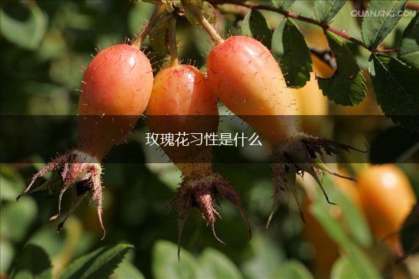 玫瑰花习性是什么,第1张