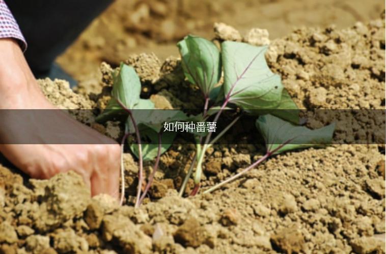 如何种番薯,第1张