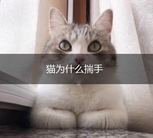 猫为什么揣手,第1张