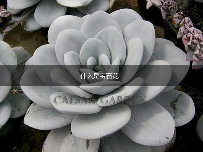 什么是宝石花,第1张