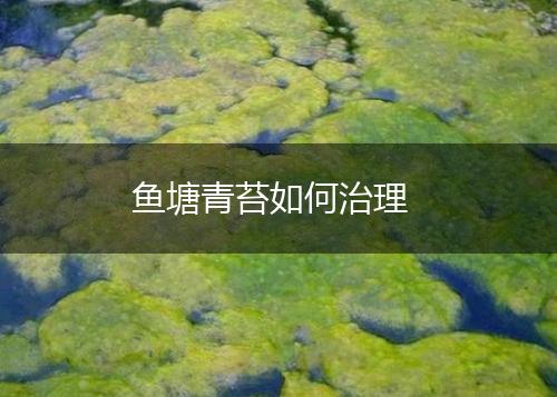 鱼塘青苔如何治理,第1张