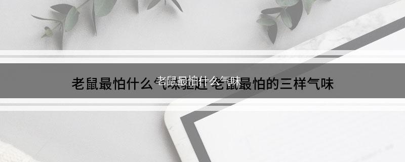 老鼠最怕什么气味,第1张