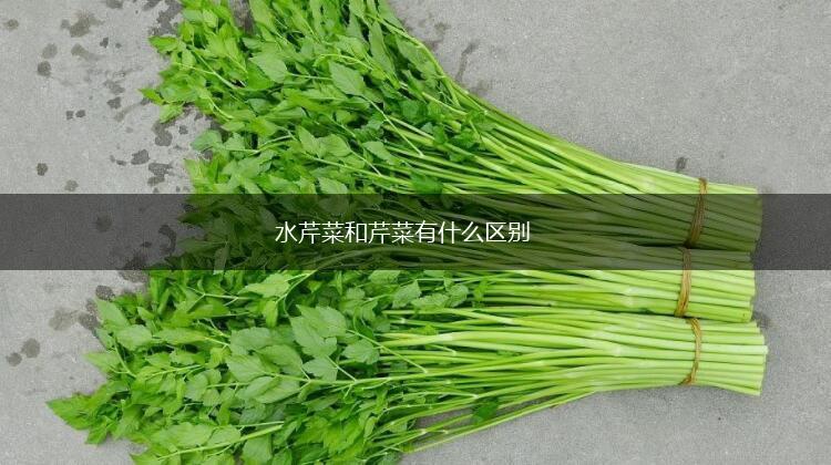 水芹菜和芹菜有什么区别,第1张