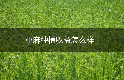 亚麻种植收益怎么样,第1张