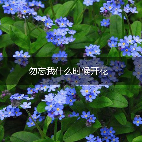 勿忘我什么时候开花,第1张