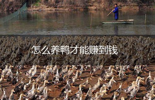 怎么养鸭才能赚到钱,第1张