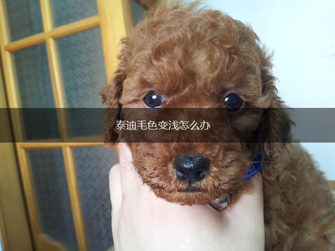 泰迪毛色变浅怎么办,第1张