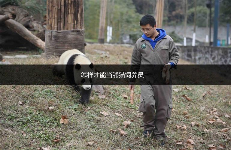 怎样才能当熊猫饲养员,第1张