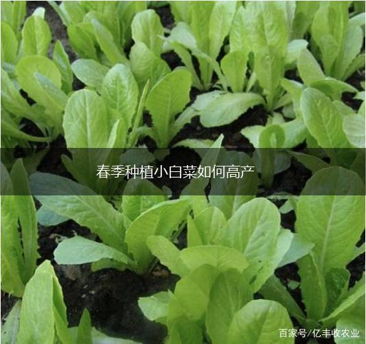 春季种植小白菜如何高产,第1张