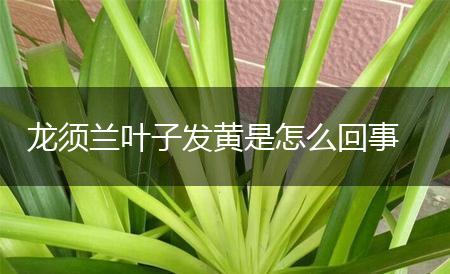 龙须兰叶子发黄是怎么回事,第1张