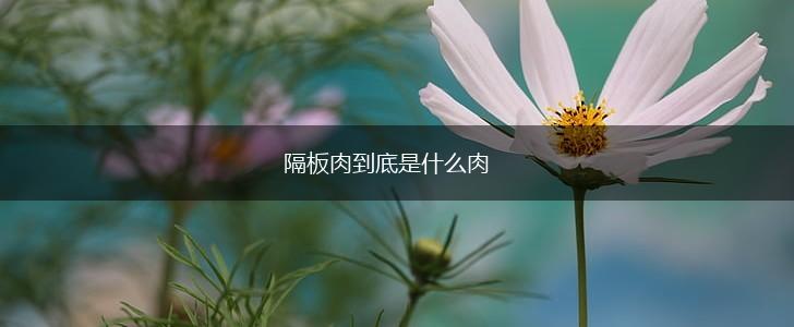 隔板肉到底是什么肉,第1张