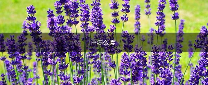 葟怎么读,第1张