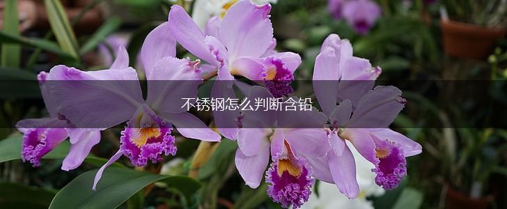 不锈钢怎么判断含铅,第1张