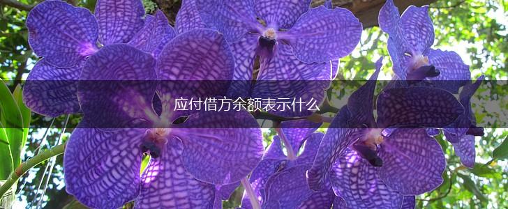 应付借方余额表示什么,第1张