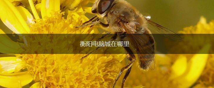 衡阳电脑城在哪里,第1张