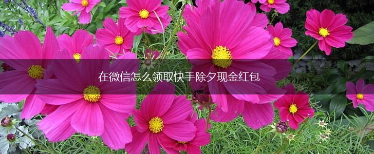 在微信怎么领取快手除夕现金红包,第1张