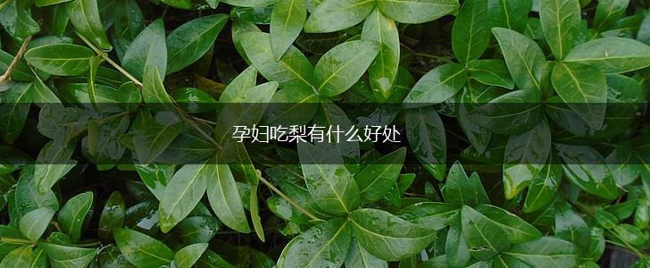 孕妇吃梨有什么好处,第1张