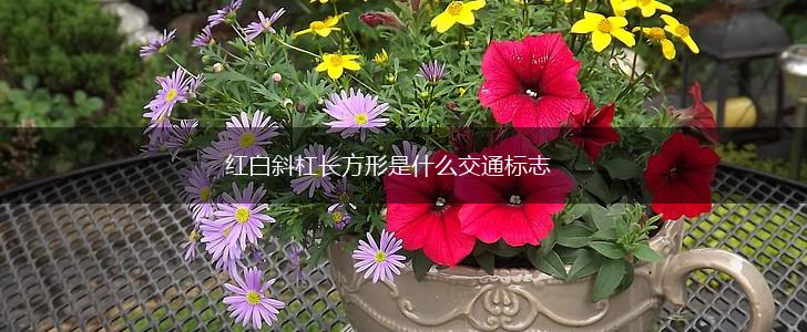 红白斜杠长方形是什么交通标志,第1张