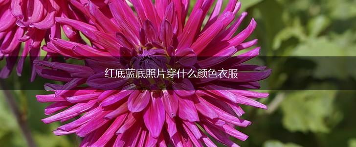 红底蓝底照片穿什么颜色衣服,第1张