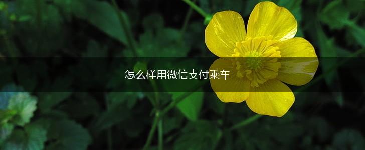 怎么样用微信支付乘车,第1张