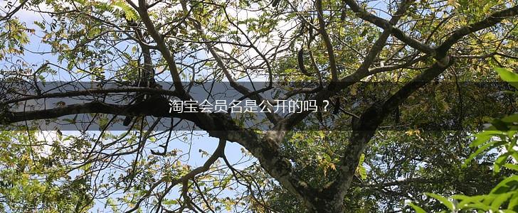 淘宝会员名是公开的吗？,第1张