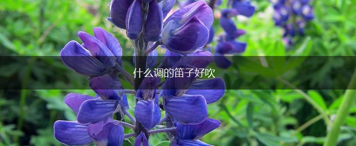 什么调的笛子好吹,第1张