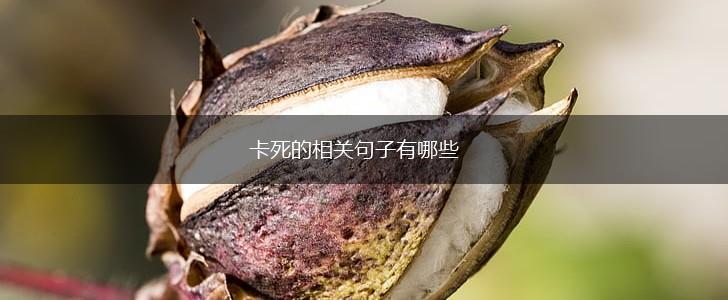卡死的相关句子有哪些,第1张