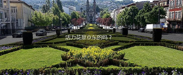 活力花是京东的吗？,第1张