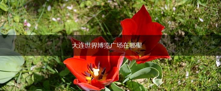 大连世界博览广场在哪里,第1张