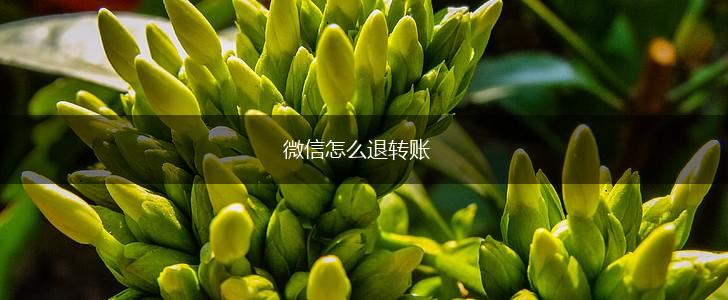 微信怎么退转账,第1张