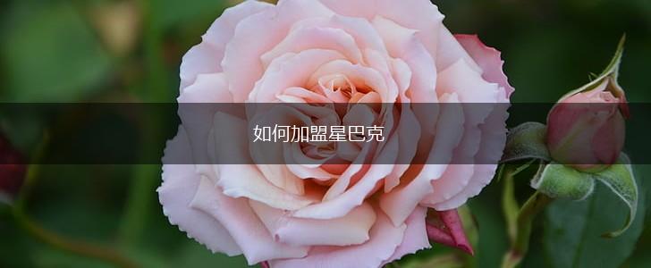 如何加盟星巴克,第1张