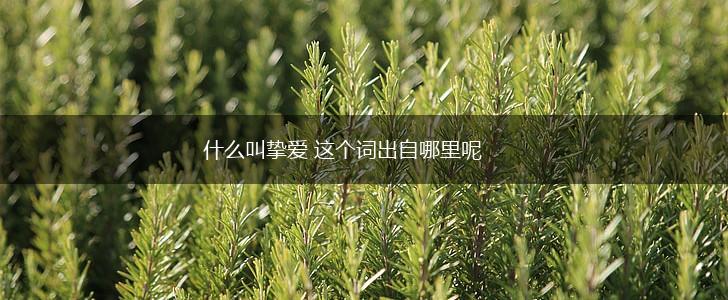 什么叫挚爱 这个词出自哪里呢,第1张