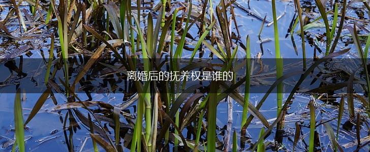 离婚后的抚养权是谁的,第1张