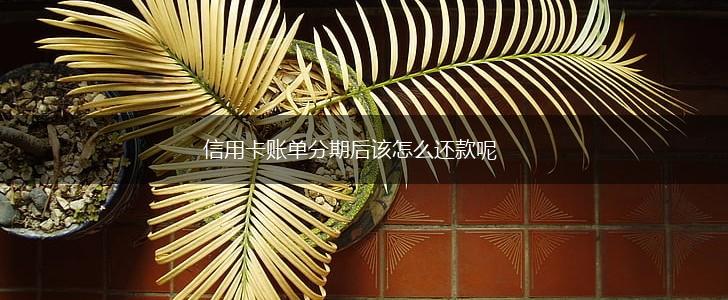 信用卡账单分期后该怎么还款呢,第1张