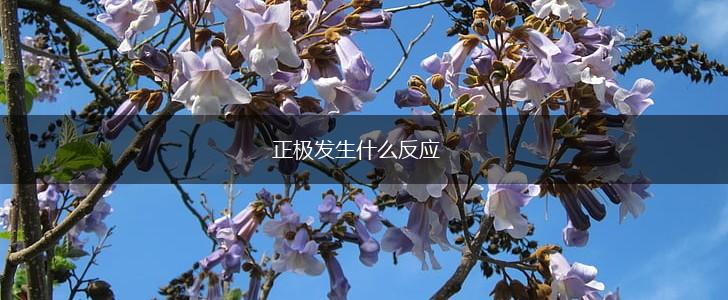 正极发生什么反应,第1张