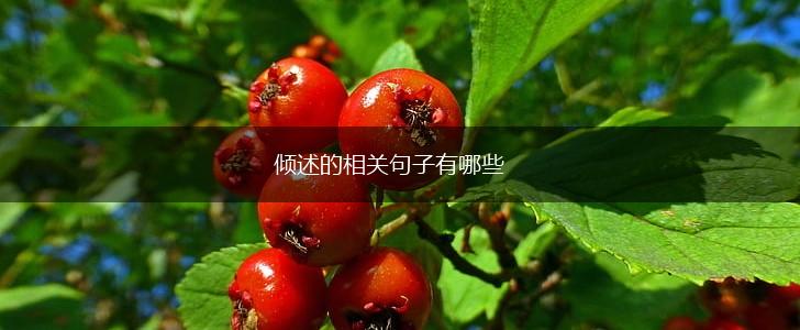 倾述的相关句子有哪些,第1张