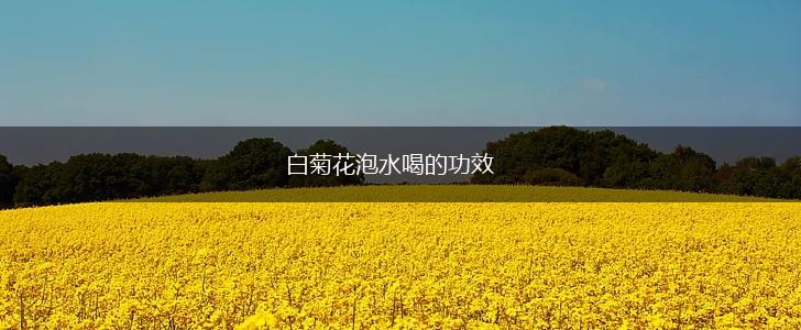白菊花泡水喝的功效,第1张