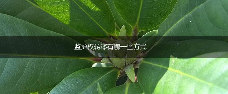 监护权转移有哪一些方式,第1张