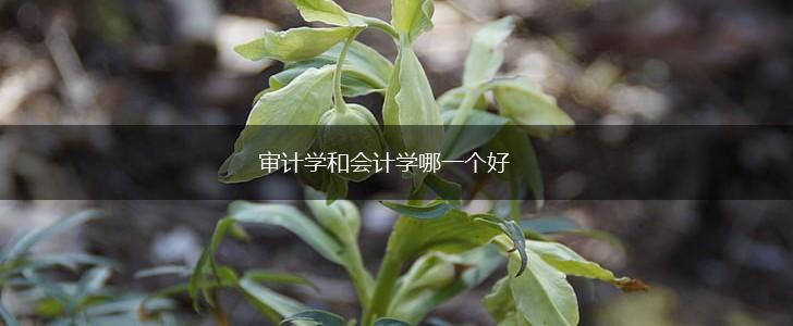 审计学和会计学哪一个好,第1张