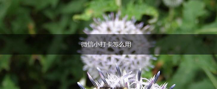 微信小打卡怎么用,第1张