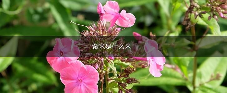 紫米是什么米,第1张