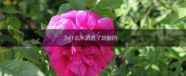 为什么米酒煮了是酸的,第1张